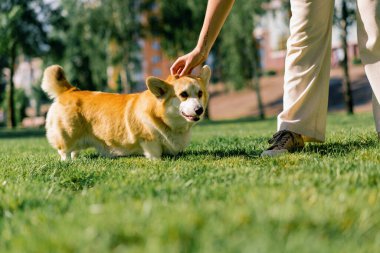 Bir kız parkta şirin bir Corgi köpeği eğitir, sahibi onu elleriyle okşar ve yaz yürüyüşünde onu över doğa hayvanları.