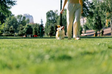 Genç bir kız parkta şirin bir Corgi köpeği eğitiyor. Sahibi onunla koşuyor ve yaz yürüyüşünde doğa hayvanlarıyla oynuyor.