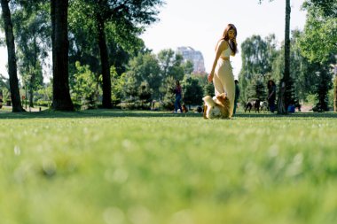 Genç bir kız parkta şirin bir Corgi köpeği eğitiyor. Sahibi onunla koşuyor ve yaz yürüyüşünde doğa hayvanlarıyla oynuyor.