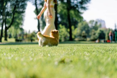 Genç bir kız parkta şirin bir Corgi köpeği eğitiyor. Sahibi onunla koşuyor ve yaz yürüyüşünde doğa hayvanlarıyla oynuyor.