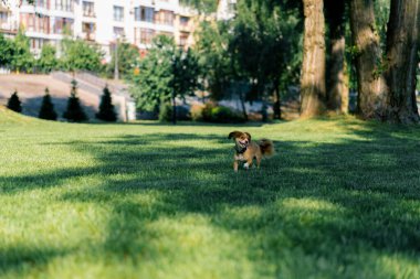 Parktaki hayvan eğitiminde koşan sevimli küçük köpek. Köpek sahibinden kaçıyor.