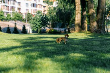 Parktaki hayvan eğitiminde koşan sevimli küçük köpek. Köpek sahibinden kaçıyor.