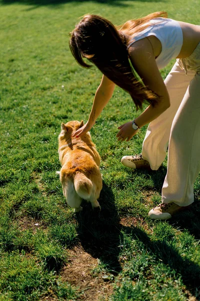 Girl Trains Cute Corgi Dog Park Owner Strokes Her His — стоковое фото