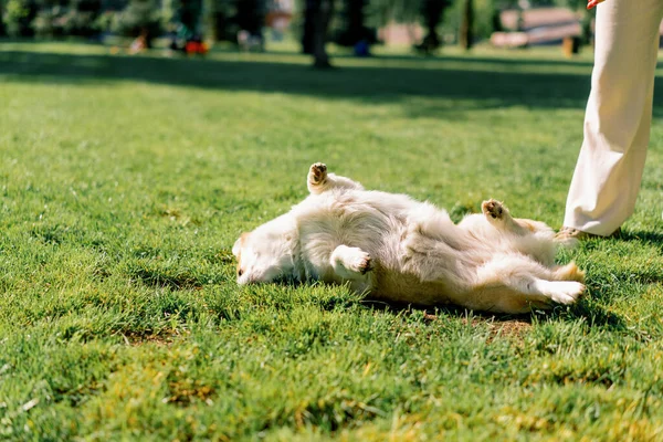 Cute Playful Fluffy Naughty Corgi Dog Rolling Grass Walk Park — Stock Photo, Image
