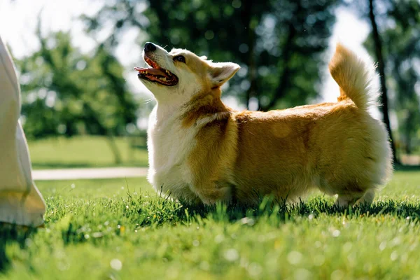 Милий Коргі Собака Гуляє Парку Грає Природі Бігає Тваринами Літньому — стокове фото