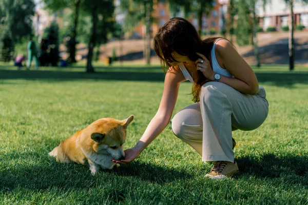 Egy Fiatal Lány Tanít Egy Corgi Kutyát Parkban Kutya Engedelmeskedik — Stock Fotó