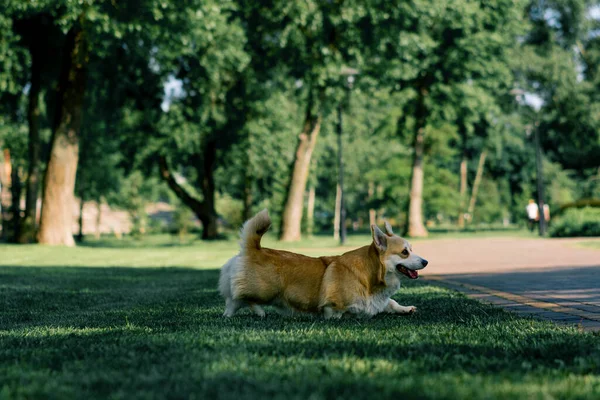 Милий Коргі Собака Гуляє Парку Грає Природі Біжить Тваринами Літній — стокове фото