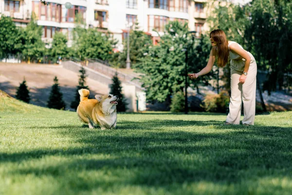 Ένα Νεαρό Κορίτσι Εκπαιδεύει Ένα Σκυλί Κόργκι Στο Πάρκο Ένα — Φωτογραφία Αρχείου