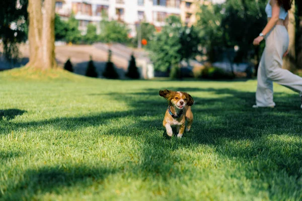 Χαριτωμένο Μικρό Σκυλί Μια Βόλτα Τρέχει Στο Πάρκο Των Ζώων — Φωτογραφία Αρχείου