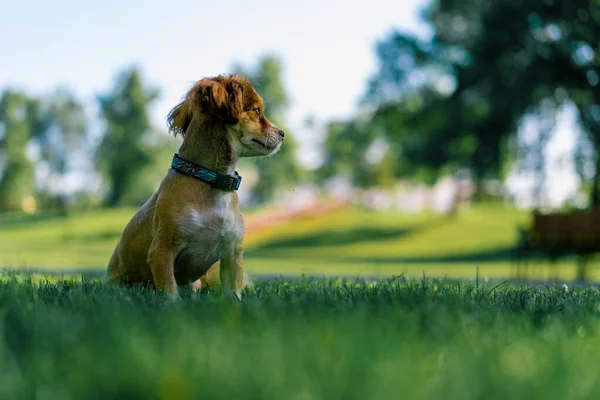 Şirin Küçük Köpek Çimlerin Üzerinde Oturur Parkta Efendinin Komutasını Bekler — Stok fotoğraf