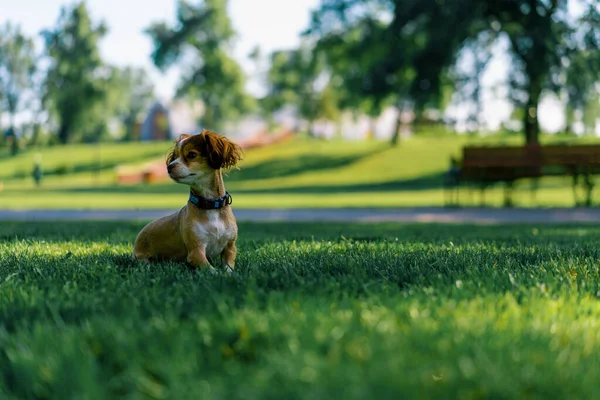 Şirin Küçük Köpek Çimlerin Üzerinde Oturur Parkta Efendinin Komutasını Bekler — Stok fotoğraf