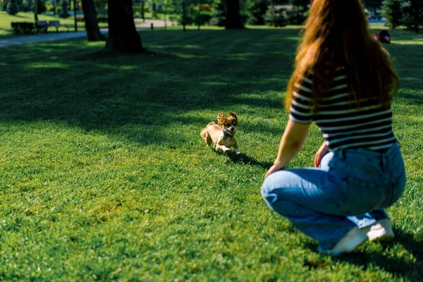 Şirin Küçük Köpek Sahibine Koşar Çekici Genç Bayan Antrenör Parkta — Stok fotoğraf