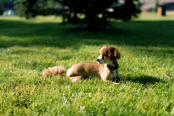 Милий Маленький Собака Лежить Траві Парку Відпочиває Тренування Тварин Вулиці — стокове фото