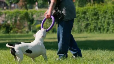 Genç bir kız parkta büyük bir pitbull cinsinin beyaz köpeğiyle oynuyor. Köpek onun peşinden koşuyor ve oyuncağını dişleriyle çekiyor.