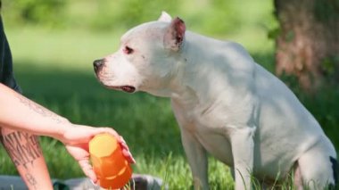 Pitbull cinsinin güzel beyaz bir köpeği, parkta yürüyüş yapan Stéfordshire Teriyeri sahibinin kaseden su içmesiyle dinleniyor.
