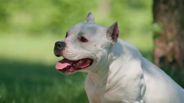 Pitbull cinsi güzel beyaz bir köpeğin portresi. Staffordshire Teriyeri parkta dinleniyor.