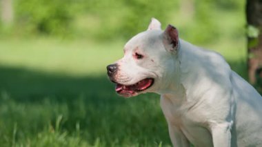 Pitbull cinsinin güzel beyaz bir köpeği, parkta yürüyüş yapan Stéfordshire Teriyeri sahibinin kaseden su içmesiyle dinleniyor.