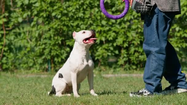 Dziewczyna Bawi Się Białym Pitbullem Parku Zabawką Pies Biegnie Nią — Wideo stockowe