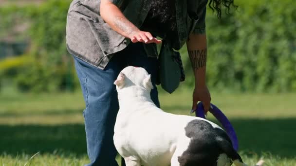 Ein Mädchen Spielt Mit Einem Weißen Pitbull Hund Park Mit — Stockvideo