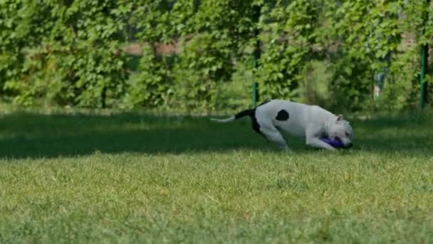 Uma Jovem Brinca Com Cão Branco Uma Grande Raça Pit — Vídeo de Stock
