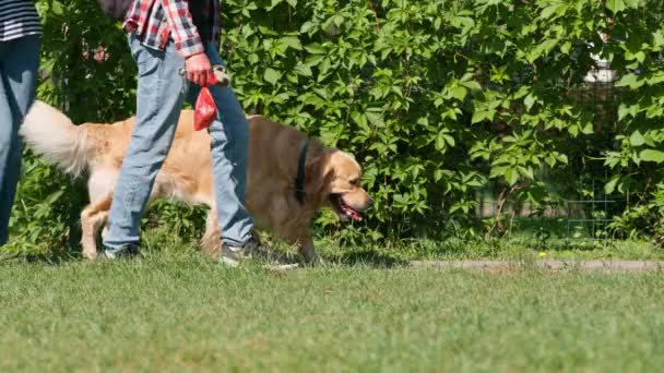 Vacker Fluffig Golden Retriever Labrador Promenad Parken Leker Gräs Sommar — Stockvideo