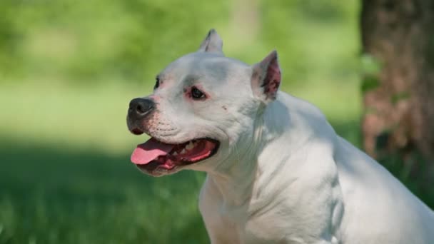 Retrato Belo Cão Branco Raça Pit Bull Staffordshire Terrier Passeio — Vídeo de Stock