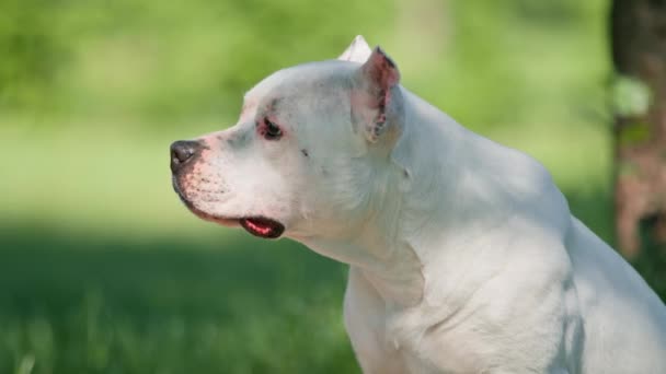 Portret Van Een Prachtige Witte Hond Van Pitbull Ras Staffordshire — Stockvideo