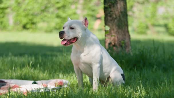 Портрет Красивой Белой Собаки Питбуль Стаффордширский Терьер Пускает Слюни Изо — стоковое видео