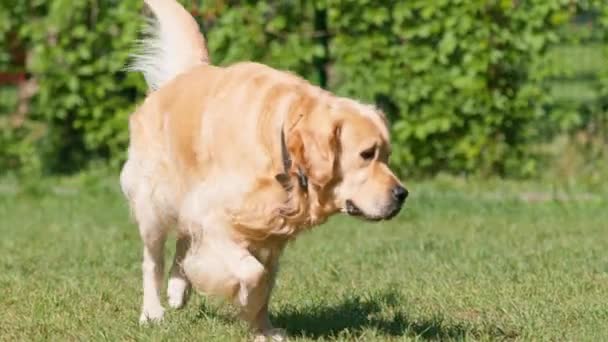 Vacker Fluffig Golden Retriever Labrador Promenad Parken Leker Gräs Sommar — Stockvideo