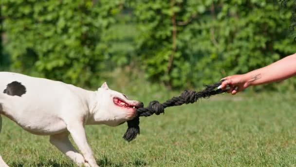 Schönes Lockiges Mädchen Das Einen Weißen Pitbull Hund Mit Einem — Stockvideo