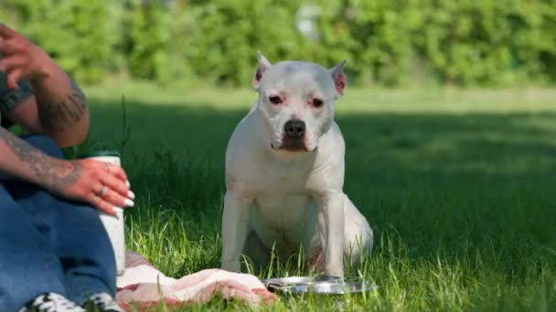 Красивий Білий Собака Пітбульської Породи Стаффордширський Тер Прогулянці Парку Відпочиває — стокове відео