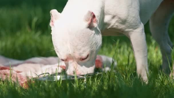 Egy Gyönyörű Fehér Kutya Pitbull Fajta Staffordshire Terrier Egy Séta — Stock videók