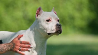 Pitbull cinsinin güzel beyaz bir köpeği, parkta yürüyüş yapan Stéfordshire Teriyeri sahibinin kaseden su içmesiyle dinleniyor.