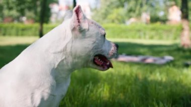 Pitbull cinsi güzel beyaz bir köpeğin portresi. Staffordshire Teriyeri parkta dinleniyor.