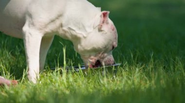 Pitbull cinsi güzel beyaz bir köpeğin portresi. Staffordshire Teriyeri parkta dinleniyor. Ağzının suyu akıyor.