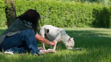 Pitbull cinsinin güzel beyaz bir köpeği, parkta yürüyüş yapan Stéfordshire Teriyeri sahibinin kaseden su içmesiyle dinleniyor.