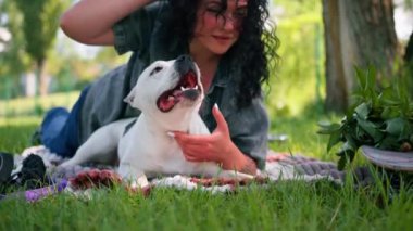 Güzel beyaz köpek pitbull staffordshire terrier parkta yürüyüş yaparken sahibinin onu yalarken dinlenmesi.