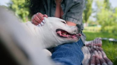 Pitbull 'un güzel beyaz bir köpeği, parkta yürüyüş yapan staffordshire Teriyeri' ni yetiştirir. Sahibi yazı överek geçirir.