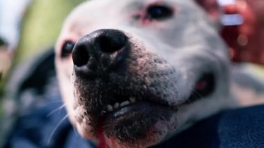 Pitbull cinsi güzel beyaz bir köpeğin portresi. Staffordshire Teriyeri parkta dinleniyor.
