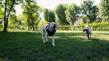 Pitbull 'un güzel beyaz köpeği Stamfordshire Teriyeri yazın parkta yürürken hayvan portresi ile tanışmaya geldi.
