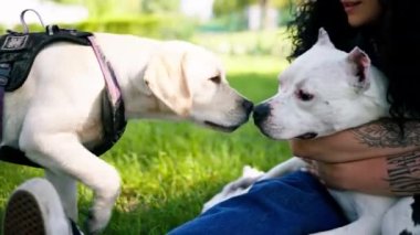 Pitbull 'un güzel beyaz köpeği Stamfordshire Teriyeri yazın parkta yürürken hayvan portresi ile tanışmaya geldi.