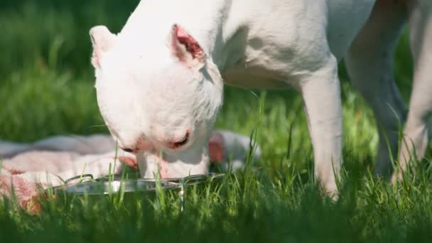 公園の散歩中にピットブル品種スタッフォードシャーテリアの美しい白い犬は オーナーがボウルから水を飲みます — ストック動画