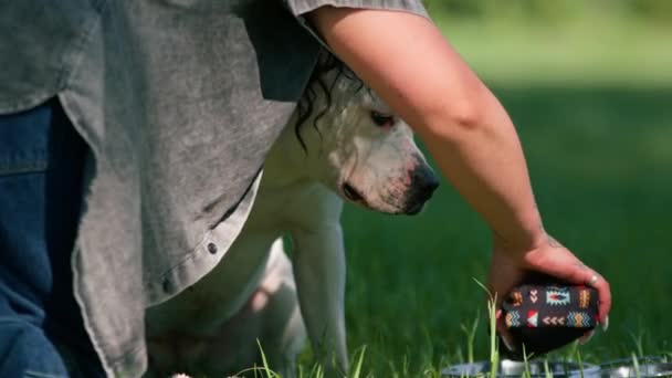一只漂亮的白斗牛犬在公园散步时 主人和它的主人一起用碗喝水 — 图库视频影像