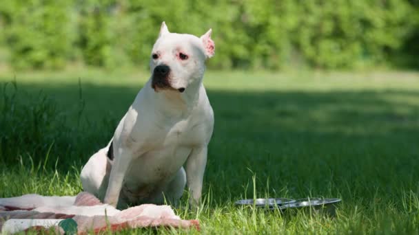 Retrato Hermoso Perro Blanco Raza Pit Bull Staffordshire Terrier Paseo — Vídeo de stock