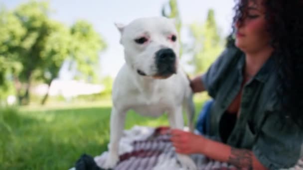 Güzel Beyaz Köpek Pitbull Staffordshire Terrier Parkta Yürüyüş Yaparken Sahibinin — Stok video