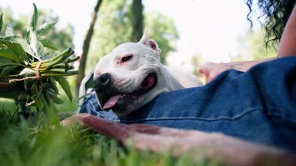 Ένα Όμορφο Λευκό Σκυλί Της Φυλής Pit Bull Staffordshire Terrier — Αρχείο Βίντεο