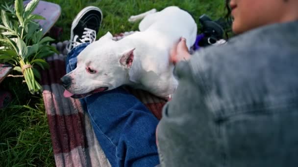 Een Mooie Witte Hond Van Pit Bull Ras Staffordshire Terriër — Stockvideo