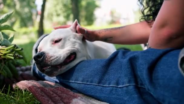Bellissimo Cane Bianco Della Razza Pit Bull Staffordshire Terrier Una — Video Stock