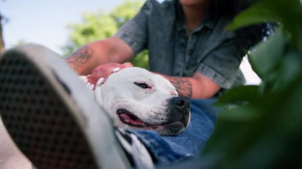 公園の散歩でピットブルの品種スタッフォードシャーテリアの美しい白い犬 オーナーストローク犬は彼女の夏を賞賛します — ストック動画