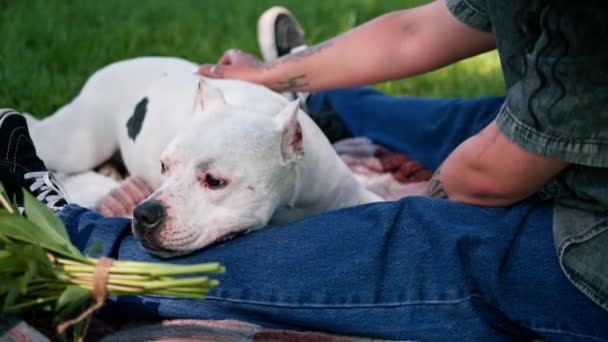 Pitbull Güzel Beyaz Bir Köpeği Parkta Yürüyüş Yapan Staffordshire Teriyeri — Stok video